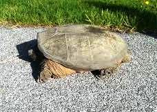 snapping turtle