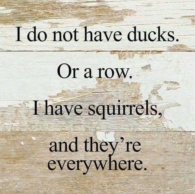 squirrels